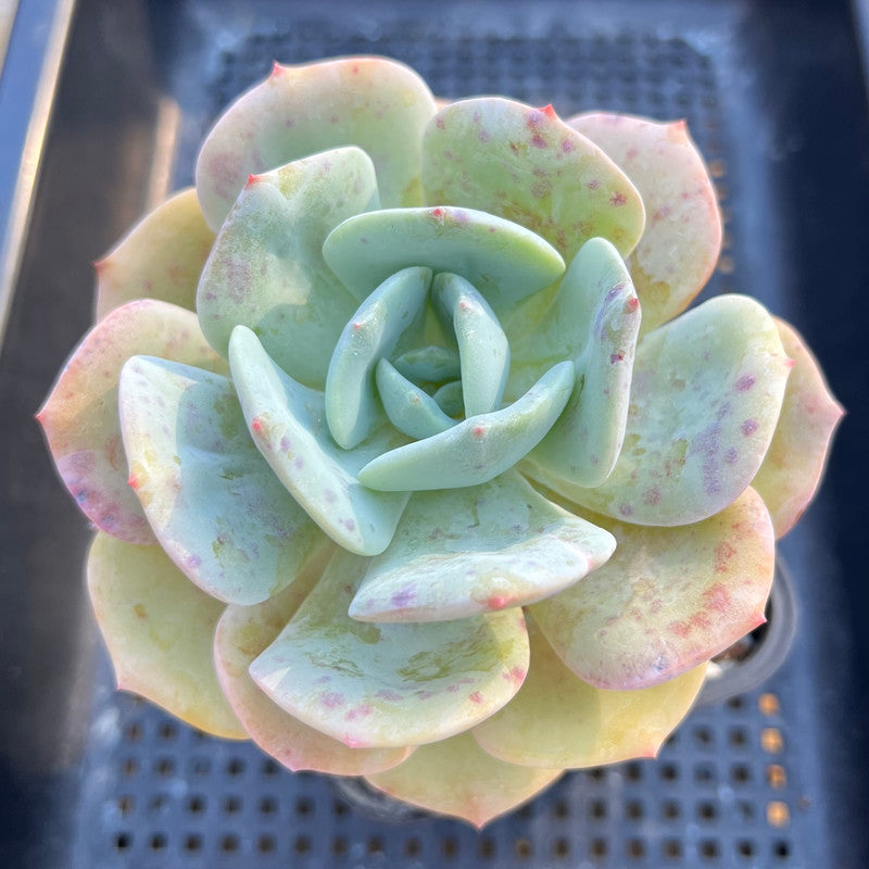 Echeveria 'Peach Girl' 3" Succulent Plant