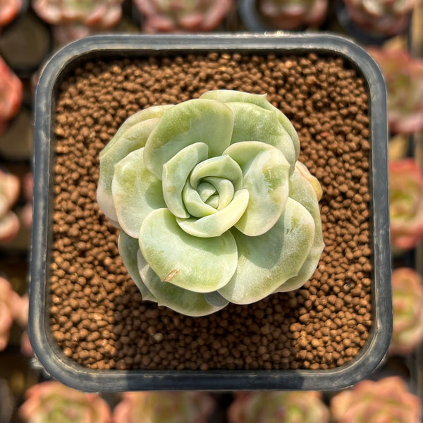 Echeveria store Lovely Rose variegated