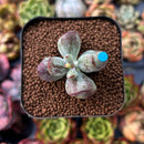 Cotyleydon Orbiculata Var. 'Hoppi' Variegated 1" Succulent Plant