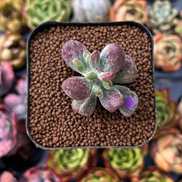 newplants20.jpeg