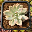 Graptoveria 'Opalina' Variegated 3" Succulent Plant