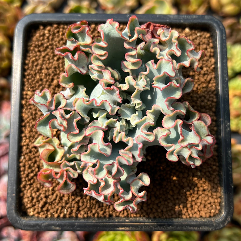 Echeveria 'Aquarius' 2"-3" Succulent Plant