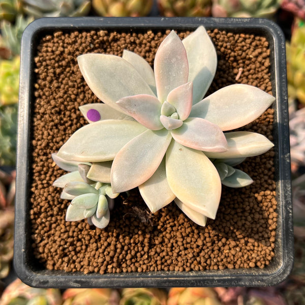 Graptopetalum 'Paraguayensis Awayuki' Variegated 2" Succulent Plant Cutting