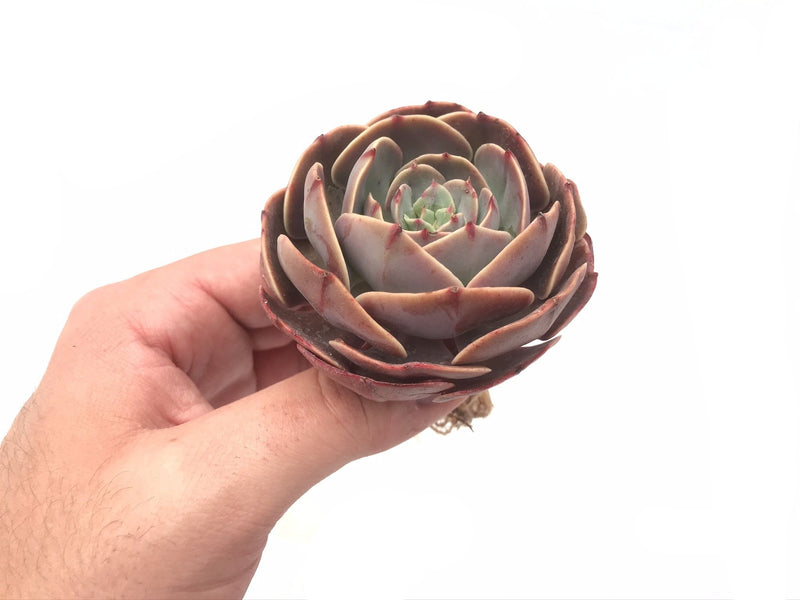 Echeveria 'Muesli' 3"-4" Rare Succulent Plant