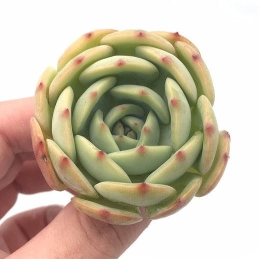 Echeveria 'Armando' 2" Small Succulent Plant