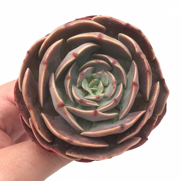 Echeveria 'Muesli' 3"-4" Rare Succulent Plant