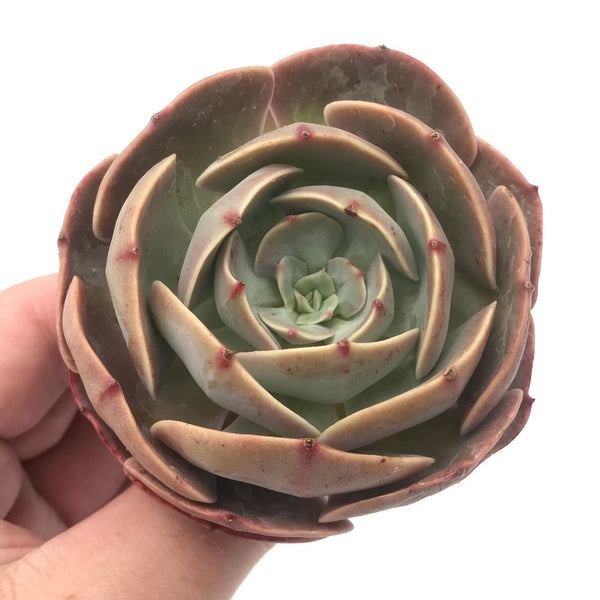 Echeveria 'Muesli' 3"-4" Rare Succulent Plant