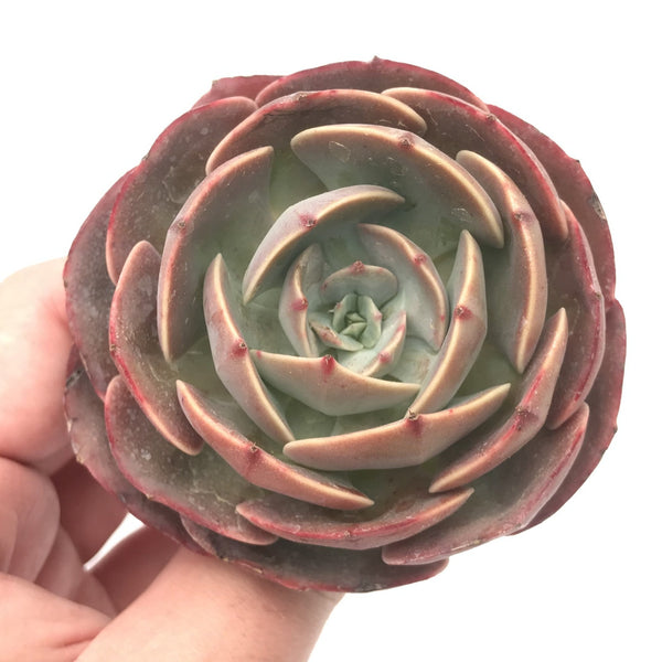 Echeveria 'Muesli' 3"-4" Rare Succulent Plant