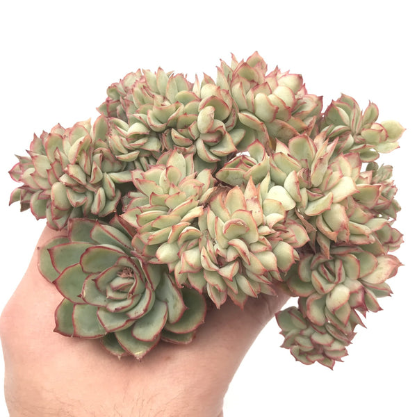 Echeveria 'Esther' Crested Cluster 5" Rare Succulent Plant