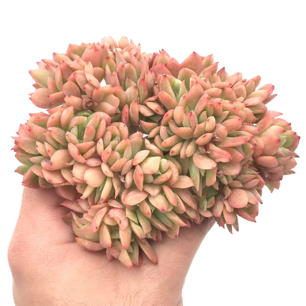 Echeveria 'Luella' Crested Cluster 4"-5" Rare Succulent Plant