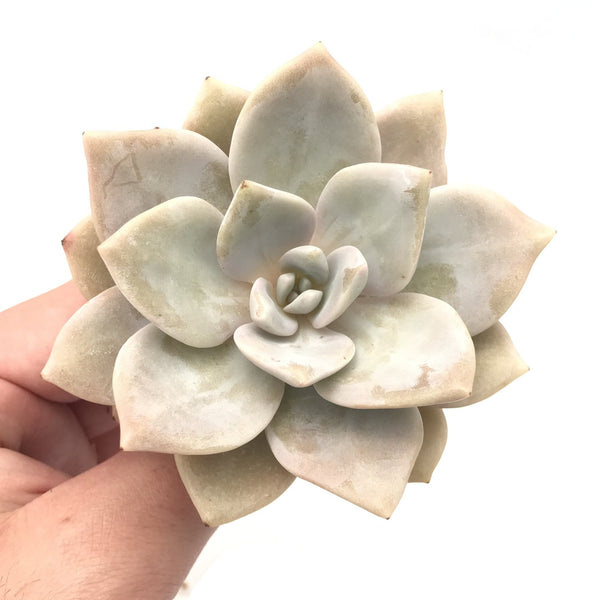 Echeveria 'Missing You' 3" Rare Succulent Plant