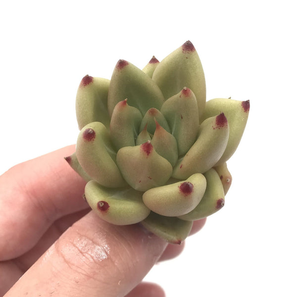 Echeveria 'Shaikh' 1'-2" Small Succulent Plant