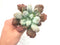 Echeveria 'Linguas' 4" Succulent Plant