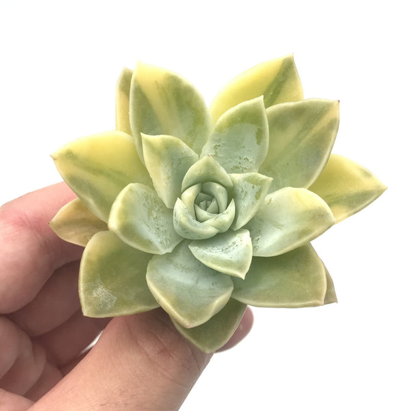 Graptoveria 'Harry Watson' Variegated Small 2" Rare Succulent Plant