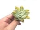 Graptoveria 'Harry Watson' Variegated Small 2" Rare Succulent Plant