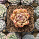 Echeveria sp. 2" Succulent Plant Cutting