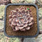 Echeveria Zaragoza 2" Succulent Plant Cutting