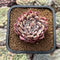 Echeveria Zaragoza 2" Succulent Plant Cutting