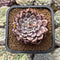 Echeveria Zaragoza 2" Succulent Plant Cutting