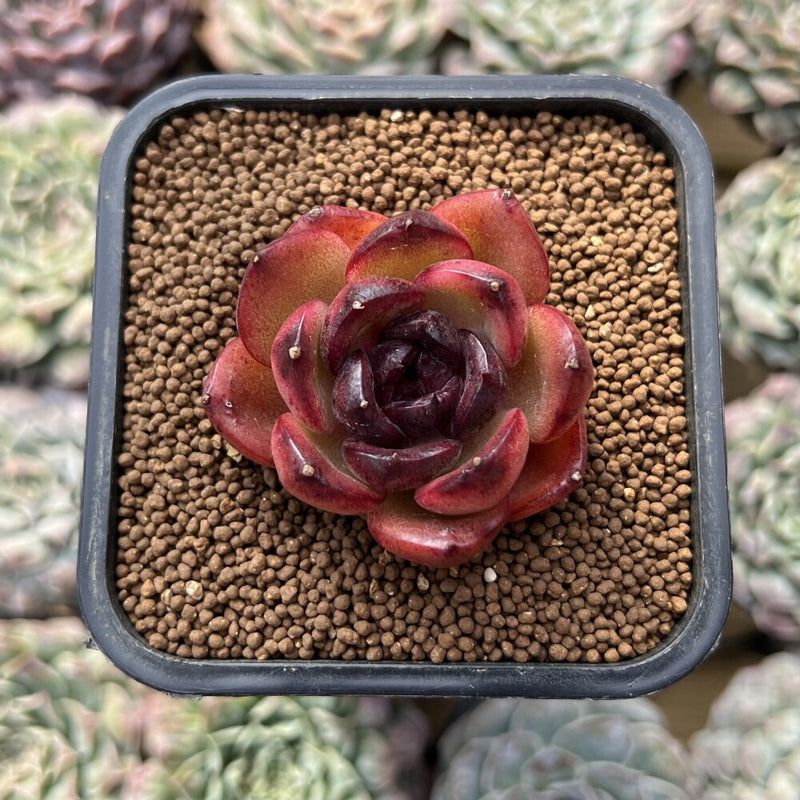 Echeveria sp.1"-2" Succulent Plant Cutting