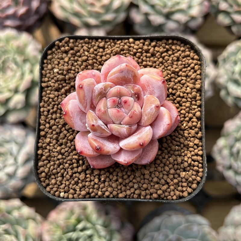 Echeveria sp. 2" Succulent Plant Cutting