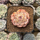 Echeveria sp. 2" Succulent Plant Cutting