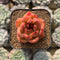 Echeveria sp. 1"-2" Succulent Plant Cutting