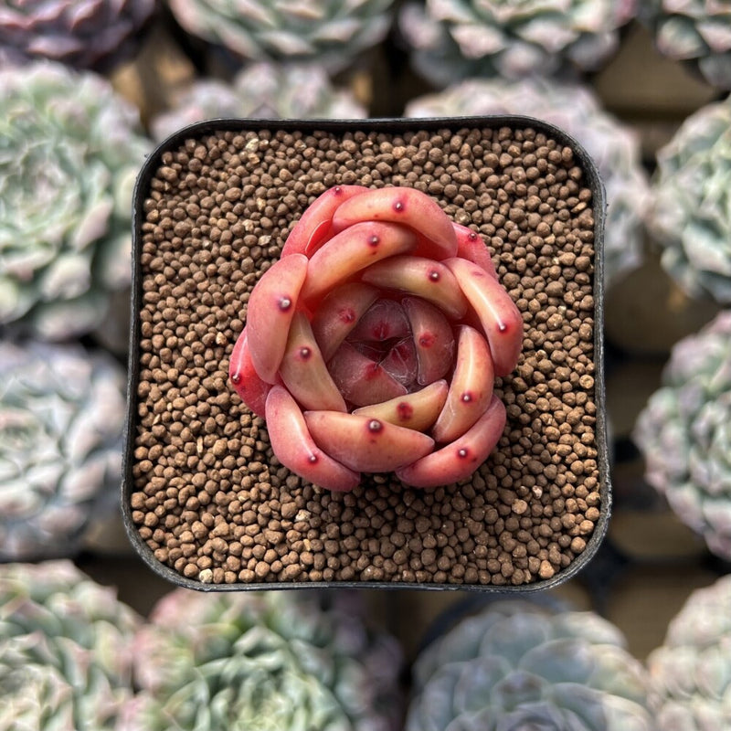 Echeveria sp. 1"-2" Succulent Plant Cutting