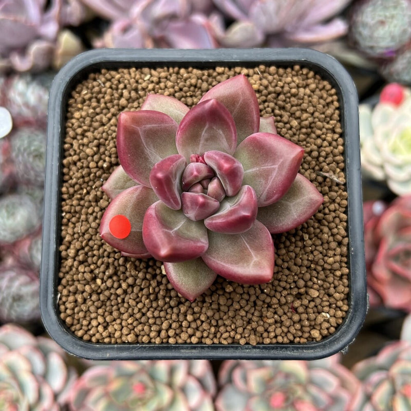 Pachyphytum 'Tivoli' 1"-2" Succulent Plant