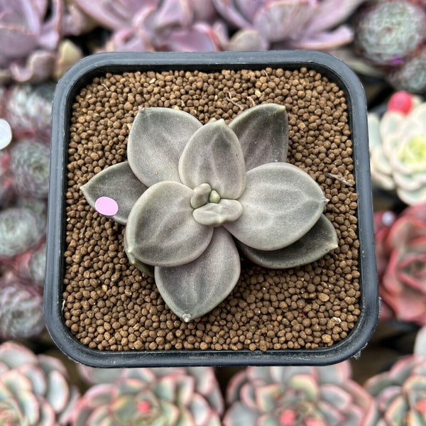 Echeveria Xichuensis 2" Succulent Plant Cutting