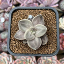 Echeveria Xichuensis 2" Succulent Plant Cutting