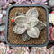 Echeveria Xichuensis 2" Succulent Plant Cutting