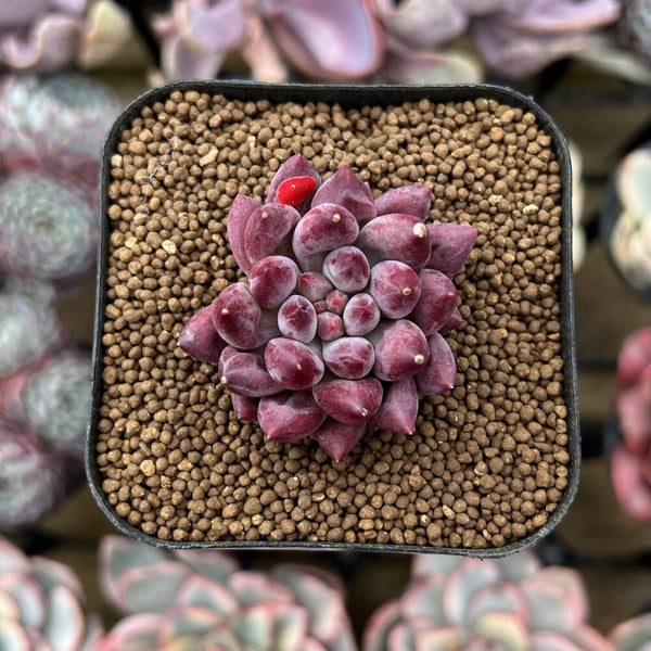 Pachyphytum 'Angels Finger' 1" Succulent Plant Cutting