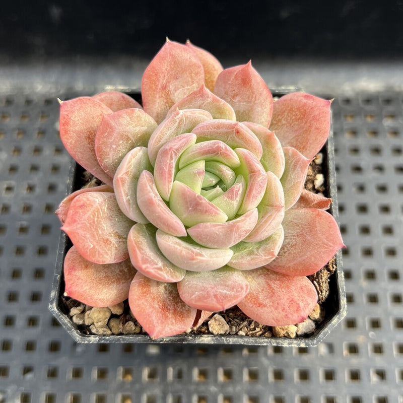 Echeveria sp. 2" Succulent Plant