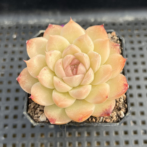 Echeveria sp. 2" Succulent Plant Cutting