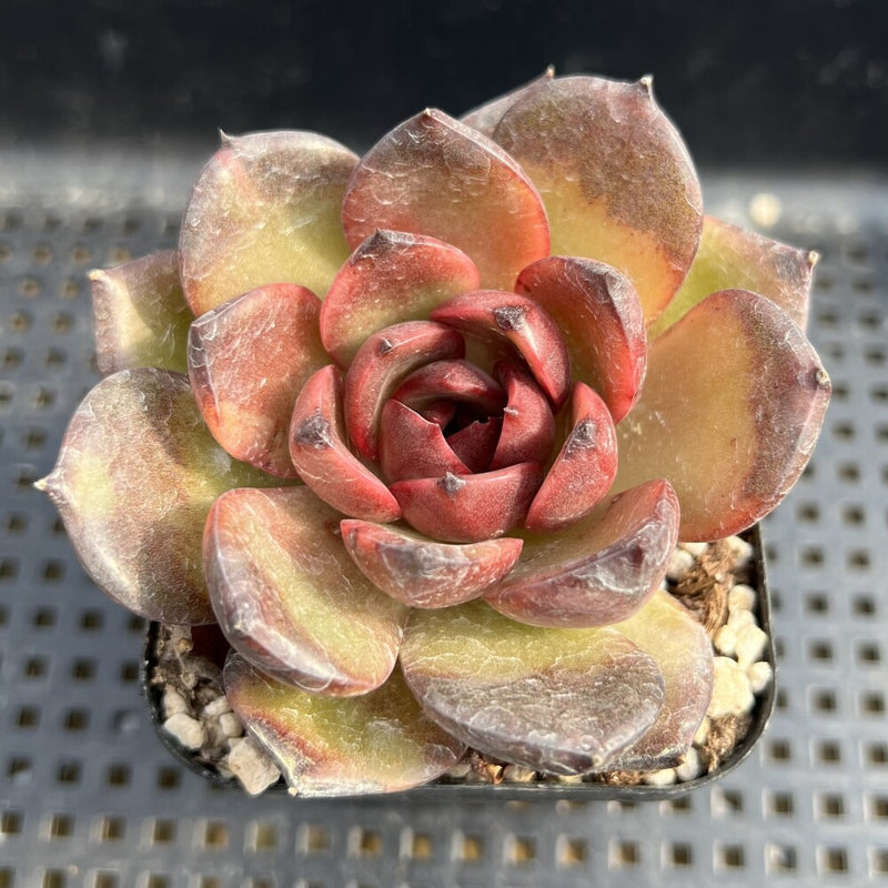 Echeveria sp. 2"-3" Succulent Plant