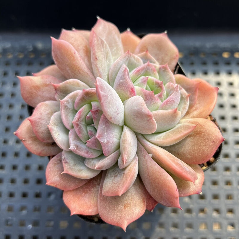 Echeveria sp. 2"-3" Succulent Plant