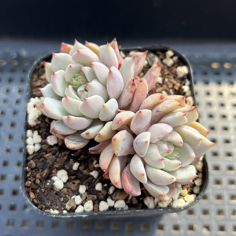 Echeveria sp. 2" Succulent Plant