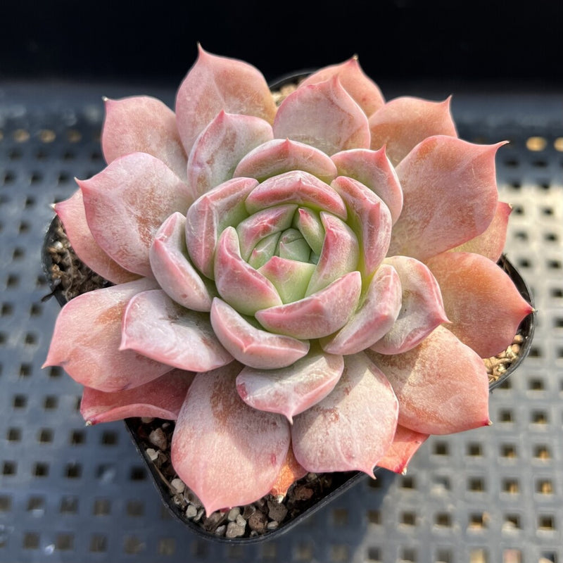 Echeveria sp. 2"-3" Succulent Plant