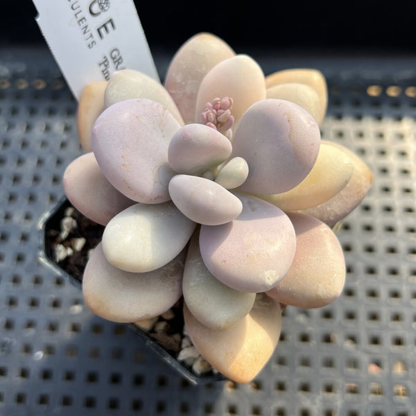 Graptopetalum 'Pink One' 2" Succulent Plant