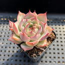 Echeveria sp. 2" Succulent Plant