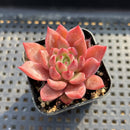 Echeveria sp. 2" Succulent Plant