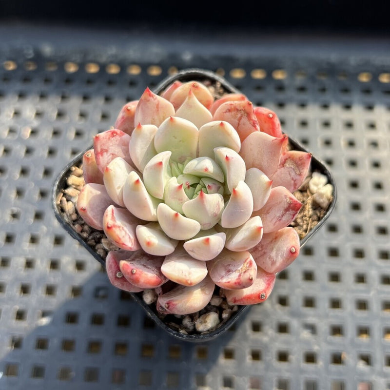 Echeveria sp. 2" Succulent Plant