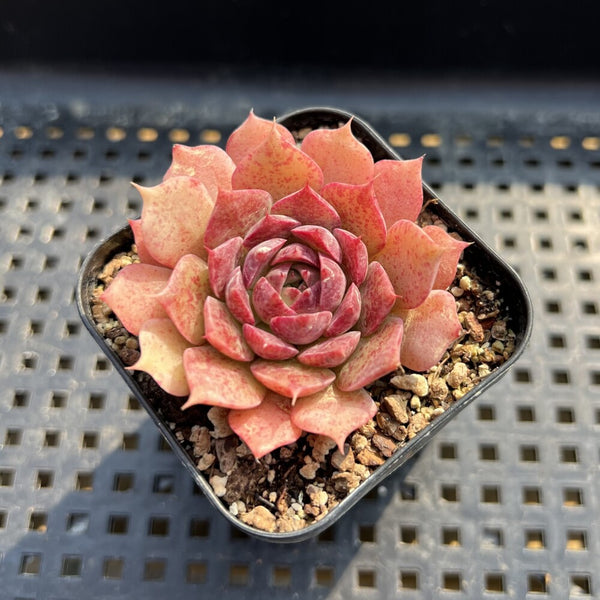 Echeveria sp. 2" Succulent Plant