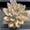 Graptoveria 'Opalina' Variegated 4" Succulent Plant