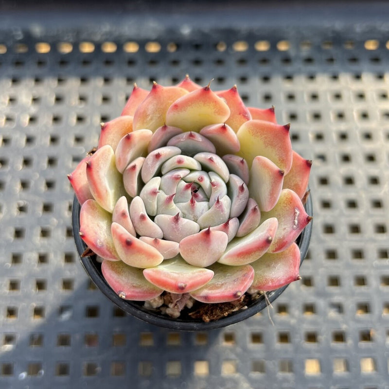 Echeveria sp. 2" Succulent Plant