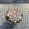 Echeveria sp. 2" Succulent Plant Cutting