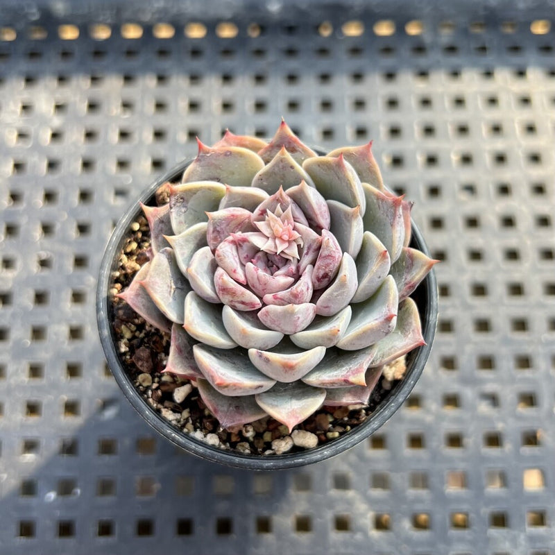 Echeveria sp. 2" Succulent Plant Cutting