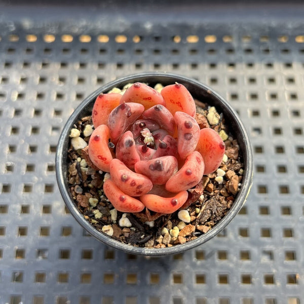 Echeveria sp. 2" Succulent Plant