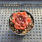 Echeveria sp. 2" Succulent Plant